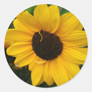Sonnenblumenaufkleber Runder Aufkleber