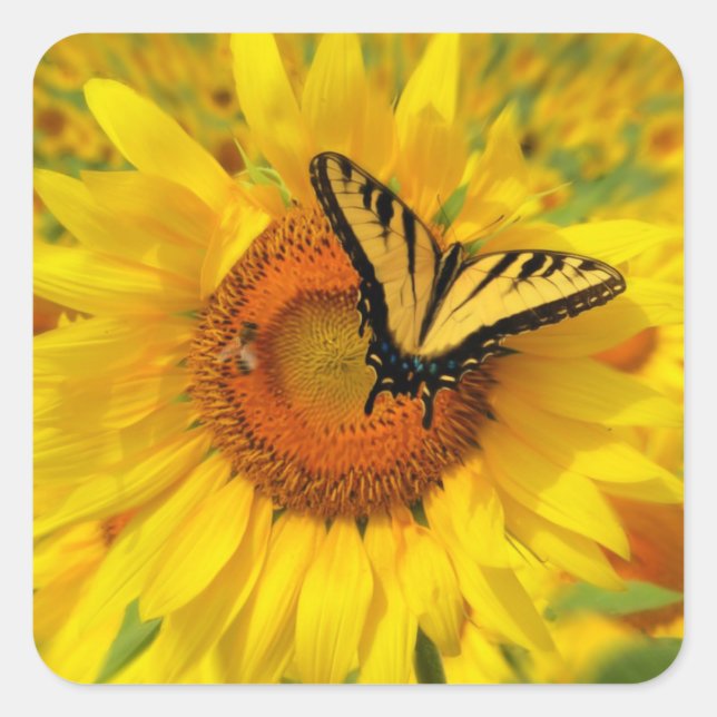 Sonnenblumenaufkleber, Schmetterlingsaufkleber Quadratischer Aufkleber (Vorderseite)