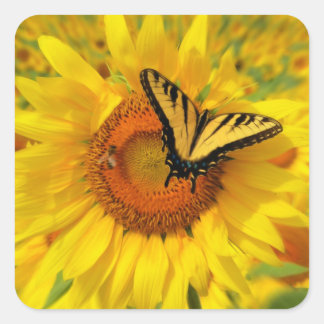 Sonnenblumenaufkleber, Schmetterlingsaufkleber Quadratischer Aufkleber