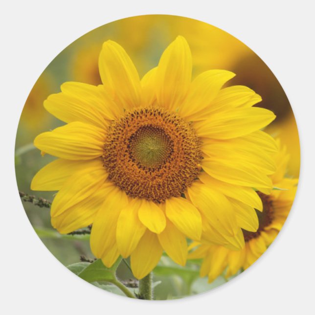 Sonnenblumenaufkleber-Umschlag Aufkleber (Vorderseite)