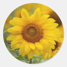 Sonnenblumenaufkleber-Umschlag Aufkleber
