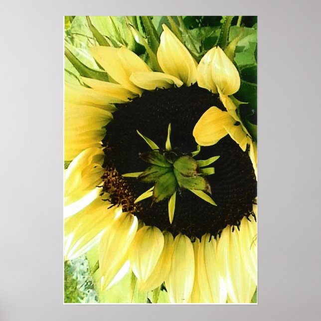Sonnenblumenbild-Poster Poster (Vorne)