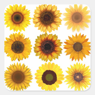 SonnenblumenCollage KUSTOMIZABLE Stickers