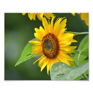 Sonnenblumendruck Foto