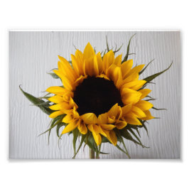 Sonnenblumendruck Foto