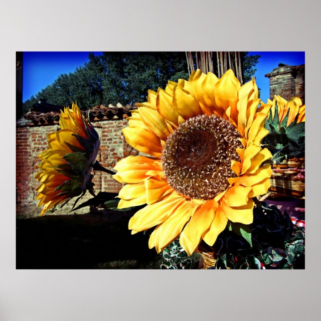 Sonnenblumendruck Poster (Vorne)