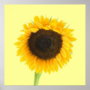Sonnenblumendruck Poster
