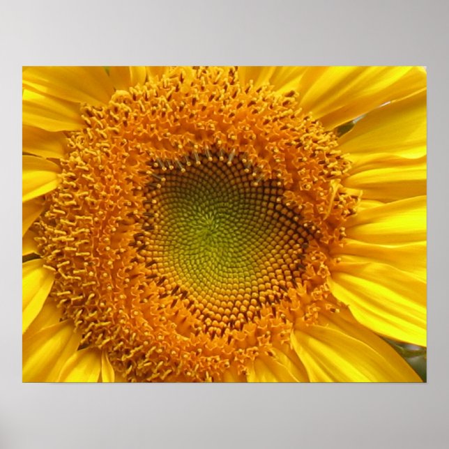 Sonnenblumendrucke Poster (Vorne)