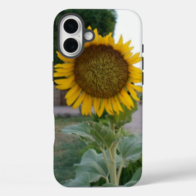 Sonnenblumendruckkunst iPhone 16 Plus Hülle (Rückseite)