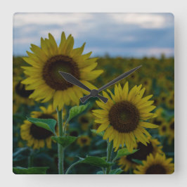 SonnenblumenDuo Nah Quadratische Wanduhr