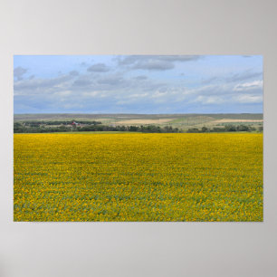 Sonnenblumenfarm in South Dakota, malerisch Poster