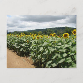 Sonnenblumenfarm New Jersey Postkarte