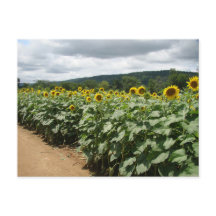 Sonnenblumenfarm New Jersey