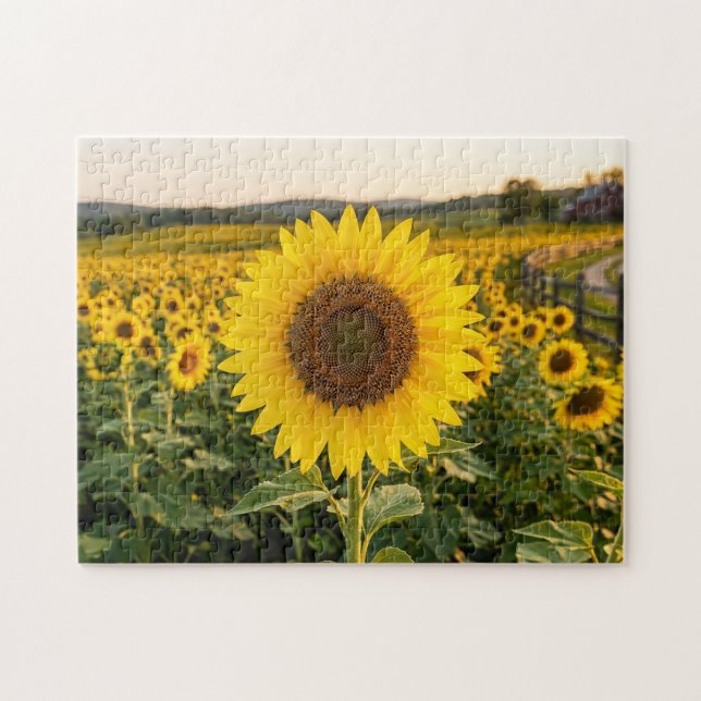 Sonnenblumenfeld (Horizontal)