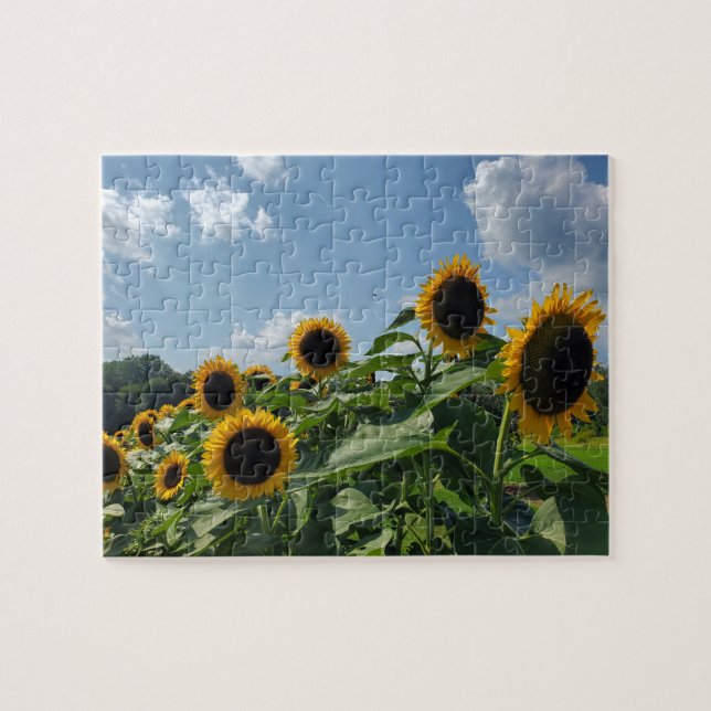 Sonnenblumenfeld (Horizontal)
