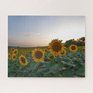 Sonnenblumenfeld bei Dämmerung