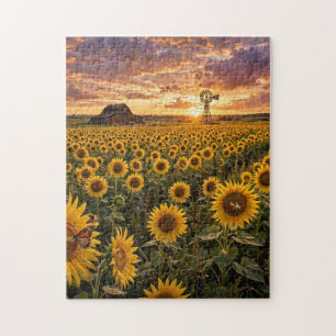 Sonnenblumenfeld bei Sonnenuntergang