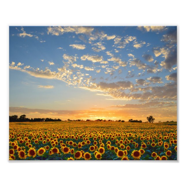Sonnenblumenfeld bei Sonnenuntergang Fotodruck (Vorne)