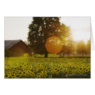 Sonnenblumenfeld bei Sonnenuntergang mit Stall