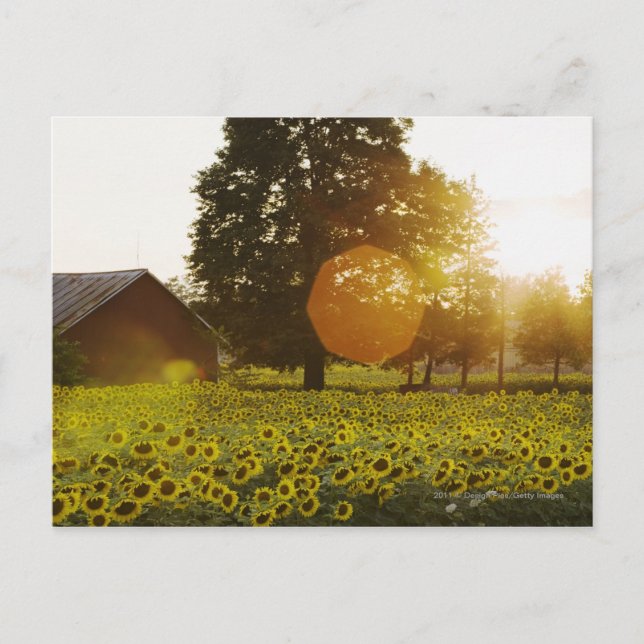 Sonnenblumenfeld bei Sonnenuntergang mit Stall Postkarte (Vorderseite)