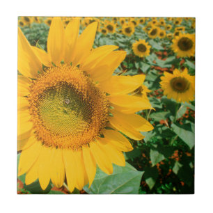 Sonnenblumenfeld. Bezirk Heidelberg Fliese