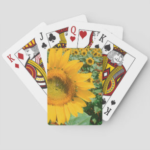 Sonnenblumenfeld. Bezirk Heidelberg Spielkarten