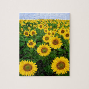 SONNENBLUMENFELD & BLauer HIMMEL 8X10 PUZZLE
