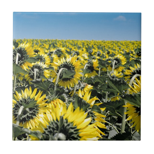 Sonnenblumenfeld Fliese (Vorderseite)