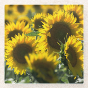 Sonnenblumenfeld Foto - Glas Untersetzer