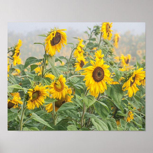 Sonnenblumenfeld Gelb Grün Schöne Blüte Poster (Vorne)