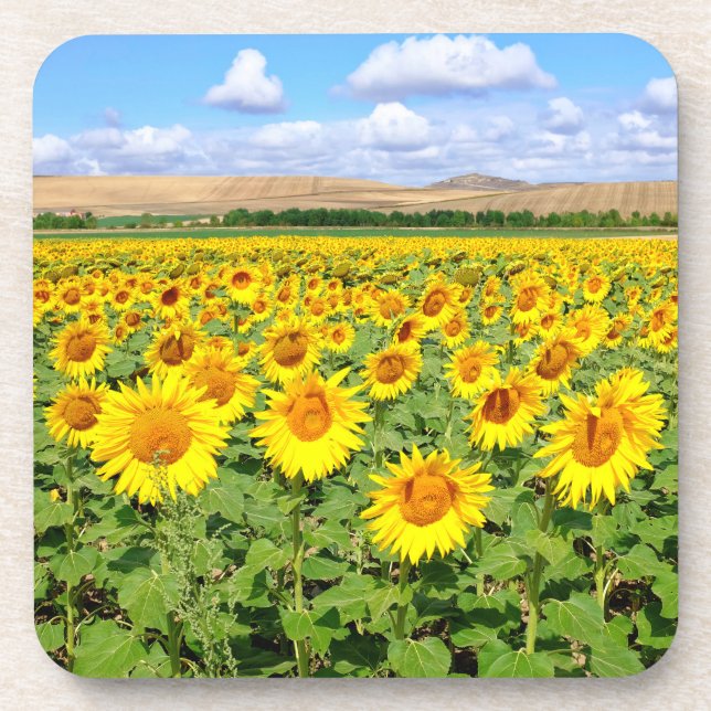 Sonnenblumenfeld Getränkeuntersetzer (Vorderseite)