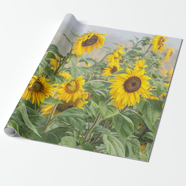 Sonnenblumenfeld grün Gelb Schönes Dekor Geschenkpapier (Ungerollt)