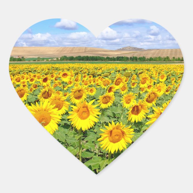 Sonnenblumenfeld Herz-Aufkleber (Vorderseite)