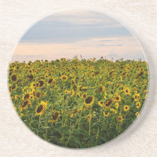 Sonnenblumenfeld im Abend Getränkeuntersetzer