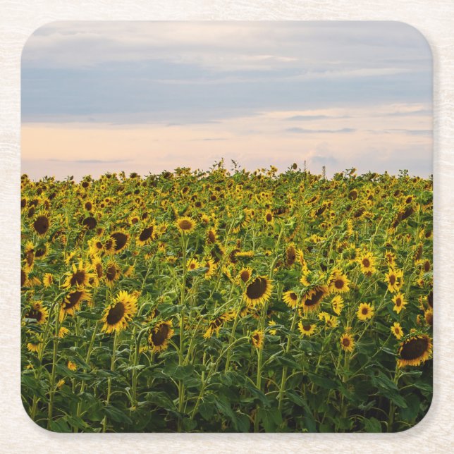 Sonnenblumenfeld im Abend Rechteckiger Pappuntersetzer (Vorderseite)