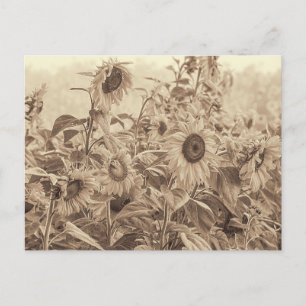 Sonnenblumenfeld im Vintage-Sepia-Look, Fine Art Postkarte