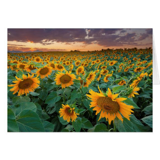 Sonnenblumenfeld in Longmont, Colorado
