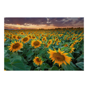 Sonnenblumenfeld in Longmont, Colorado Poster