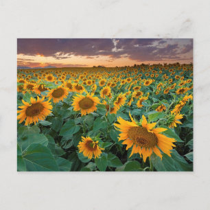 Sonnenblumenfeld in Longmont, Colorado Postkarte