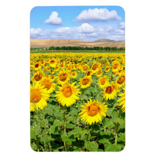 Sonnenblumenfeld Magnet