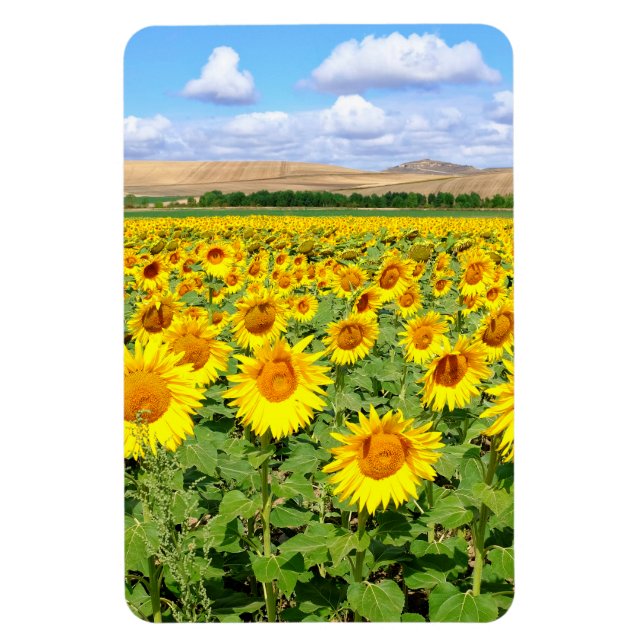 Sonnenblumenfeld Magnet (Vertikal)