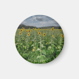 "Sonnenblumenfeld" Magnet
