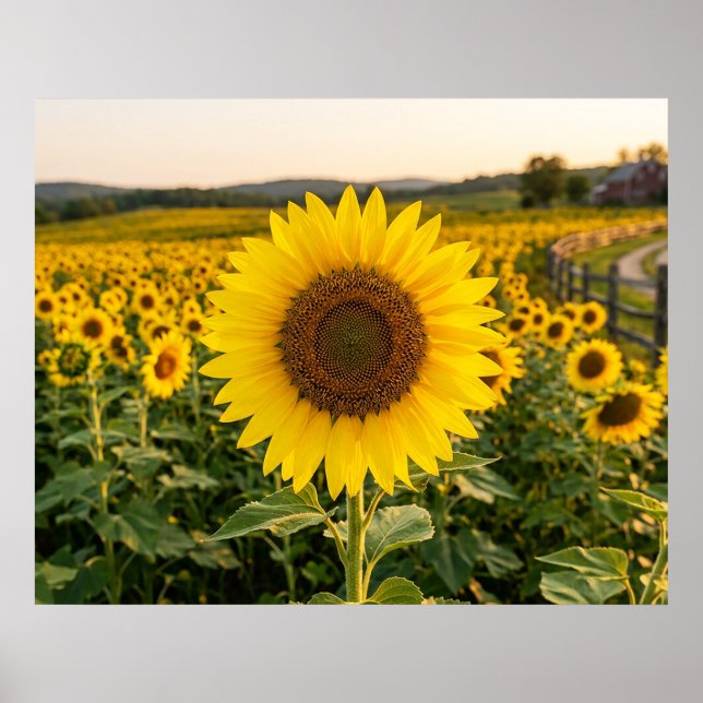 Sonnenblumenfeld Poster (Vorne)