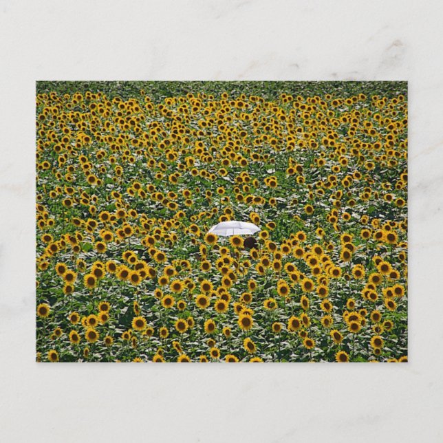 Sonnenblumenfeld Postkarte (Vorderseite)