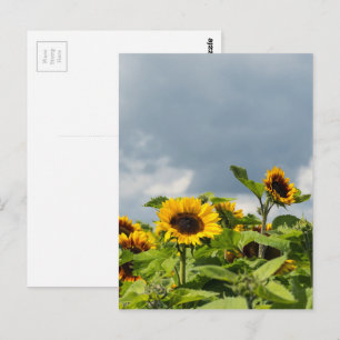 Sonnenblumenfeld Postkarte