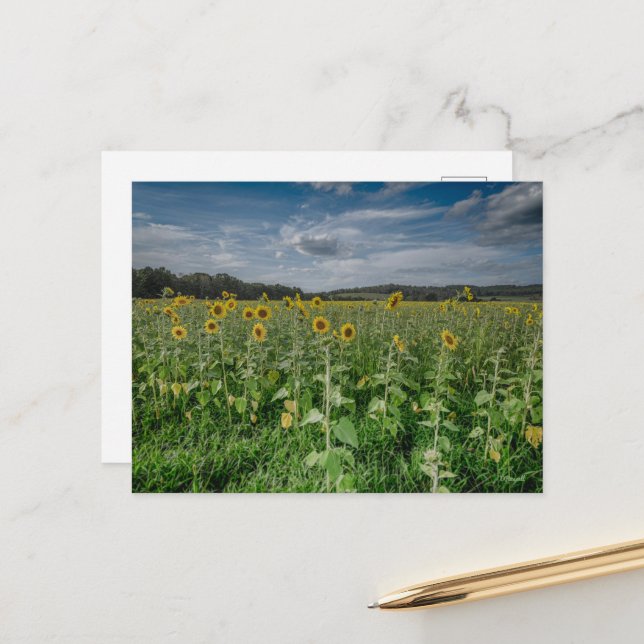 "Sonnenblumenfeld" Postkarte (Vorderseite/Rückseite Beispiel)
