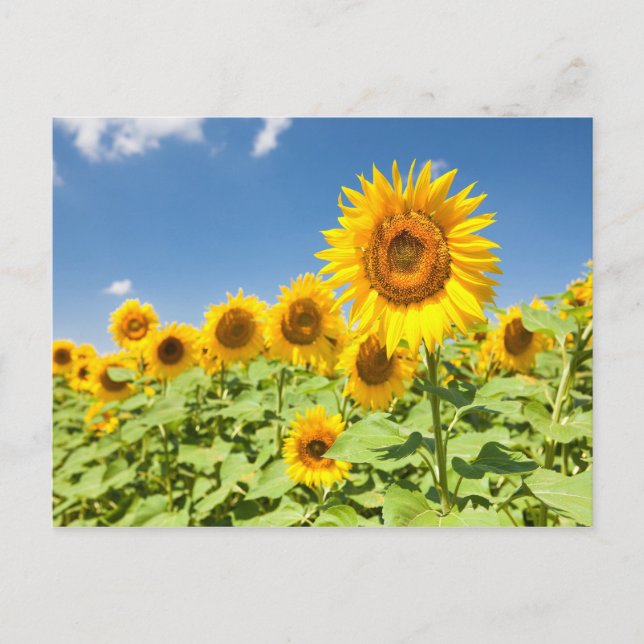 Sonnenblumenfeld Postkarte (Vorderseite)