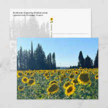 Sonnenblumenfeld, Provence, Frankreich -