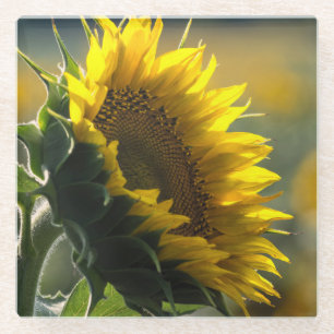 Sonnenblumenfeld Rätsel Glasuntersetzer