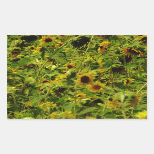 Sonnenblumenfeld Rechteckiger Aufkleber